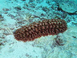 Image of Prickly Redfish