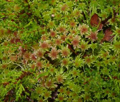 Image de Sphagnum capillifolium Hedwig 1782