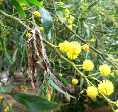 Image of orange wattle