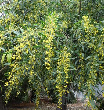 Image of orange wattle