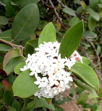 Image of Acokanthera oblongifolia (Hochst.) Benth. & Hook. fil. ex B. D. Jacks.