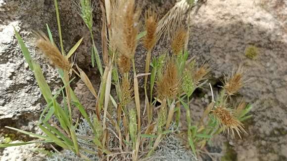 Imagem de Polypogon maritimus Willd.