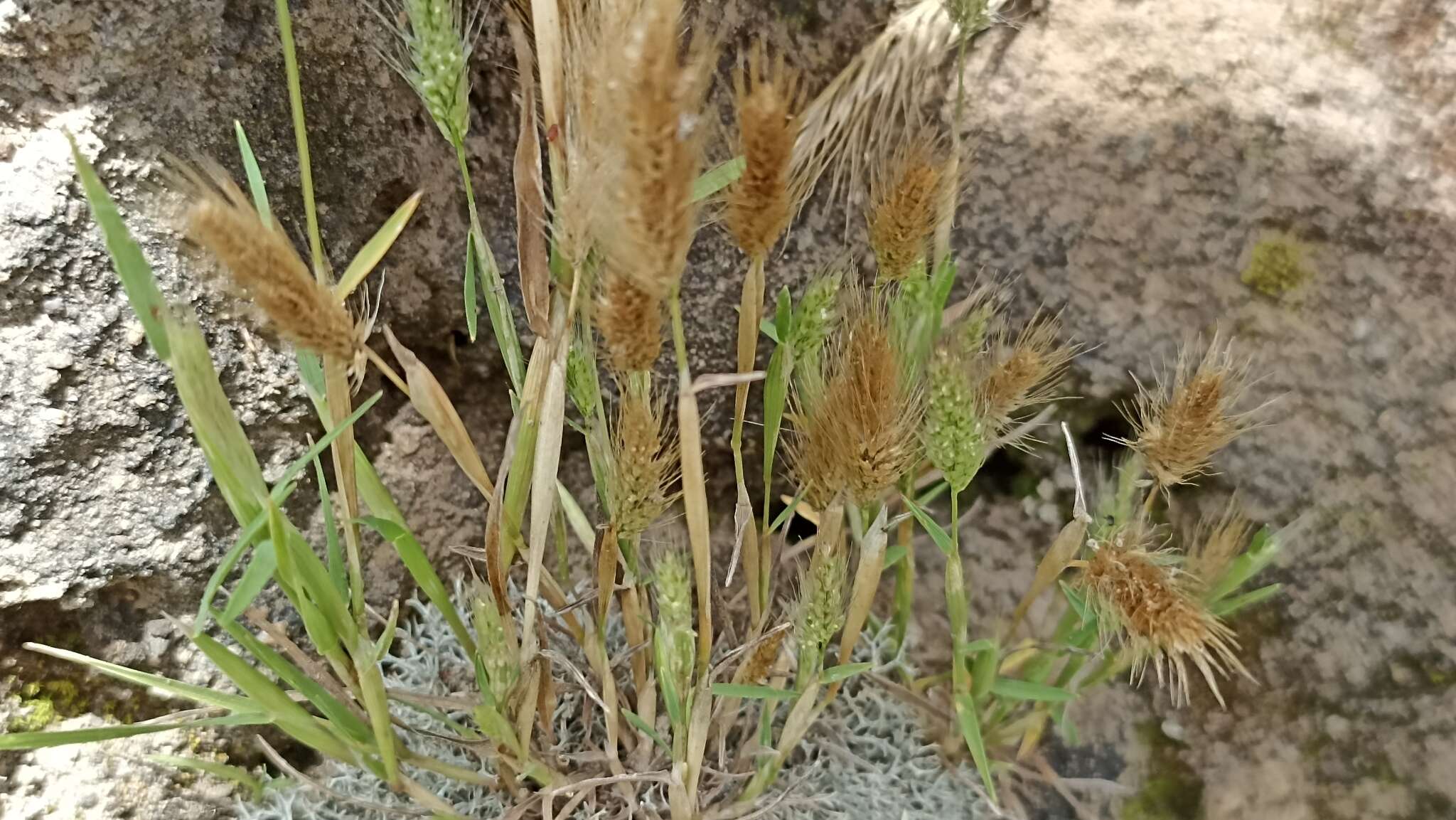 Image of Mediterranean rabbitsfoot grass