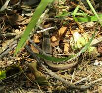 Image of Northern Spotted Skink