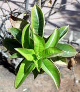 Image of purple allamanda