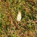 Image of Bristled Grassbird