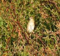 Plancia ëd Schoenicola striatus (Jerdon 1841)