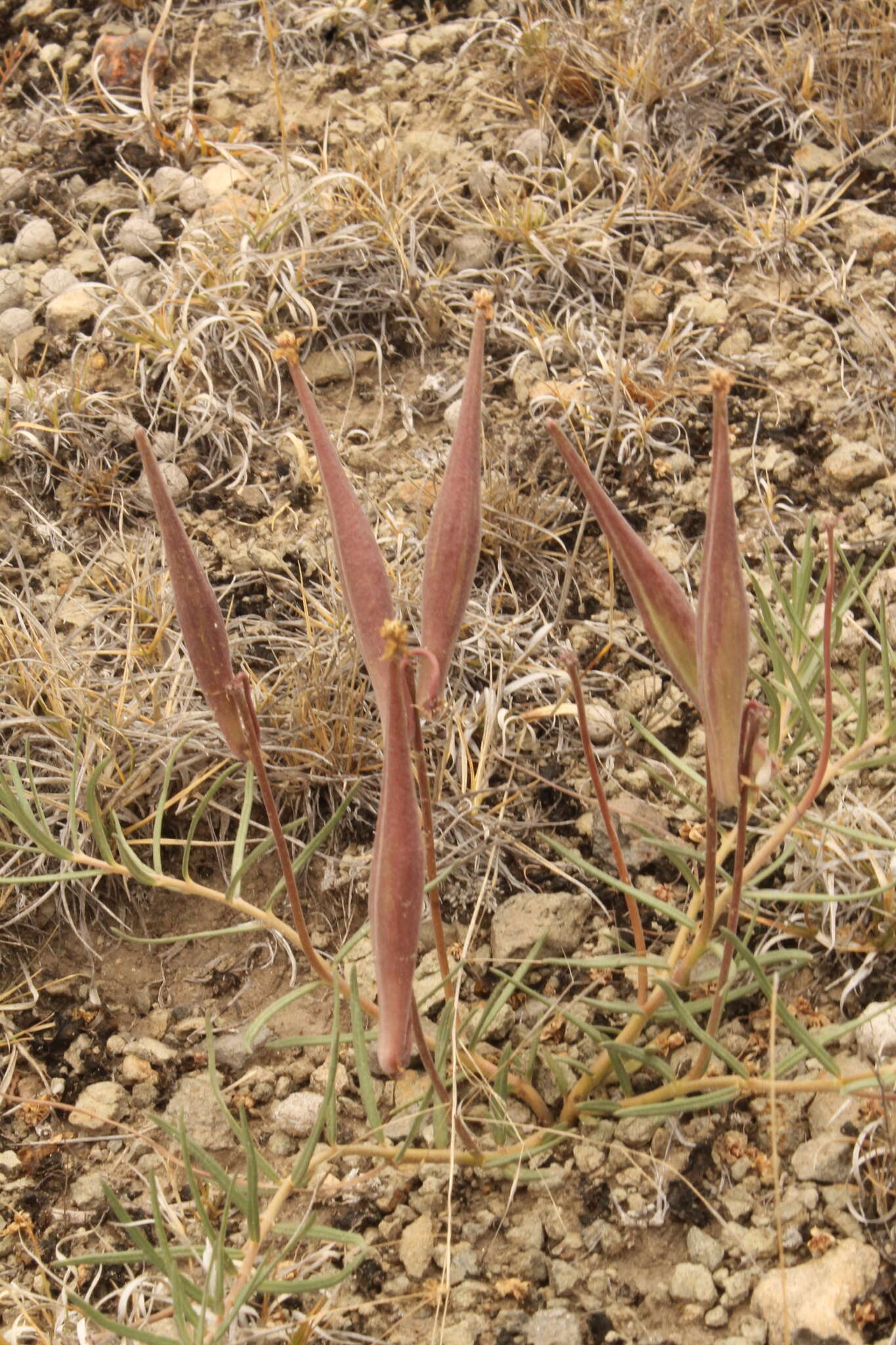 Image of Asclepias fournieri R. E. Woodson