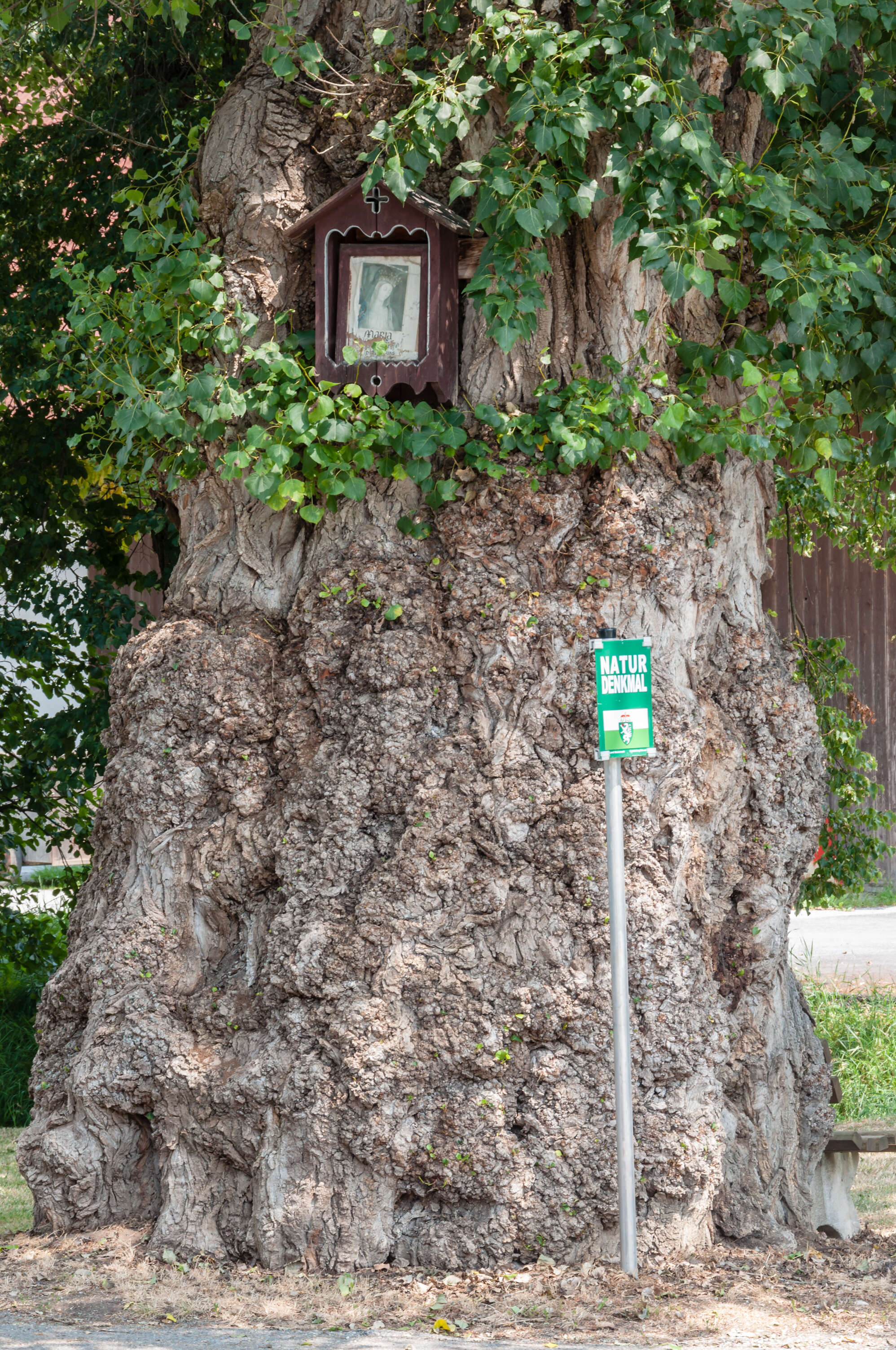 Image of Black Poplar