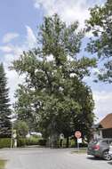 Image of Black Poplar