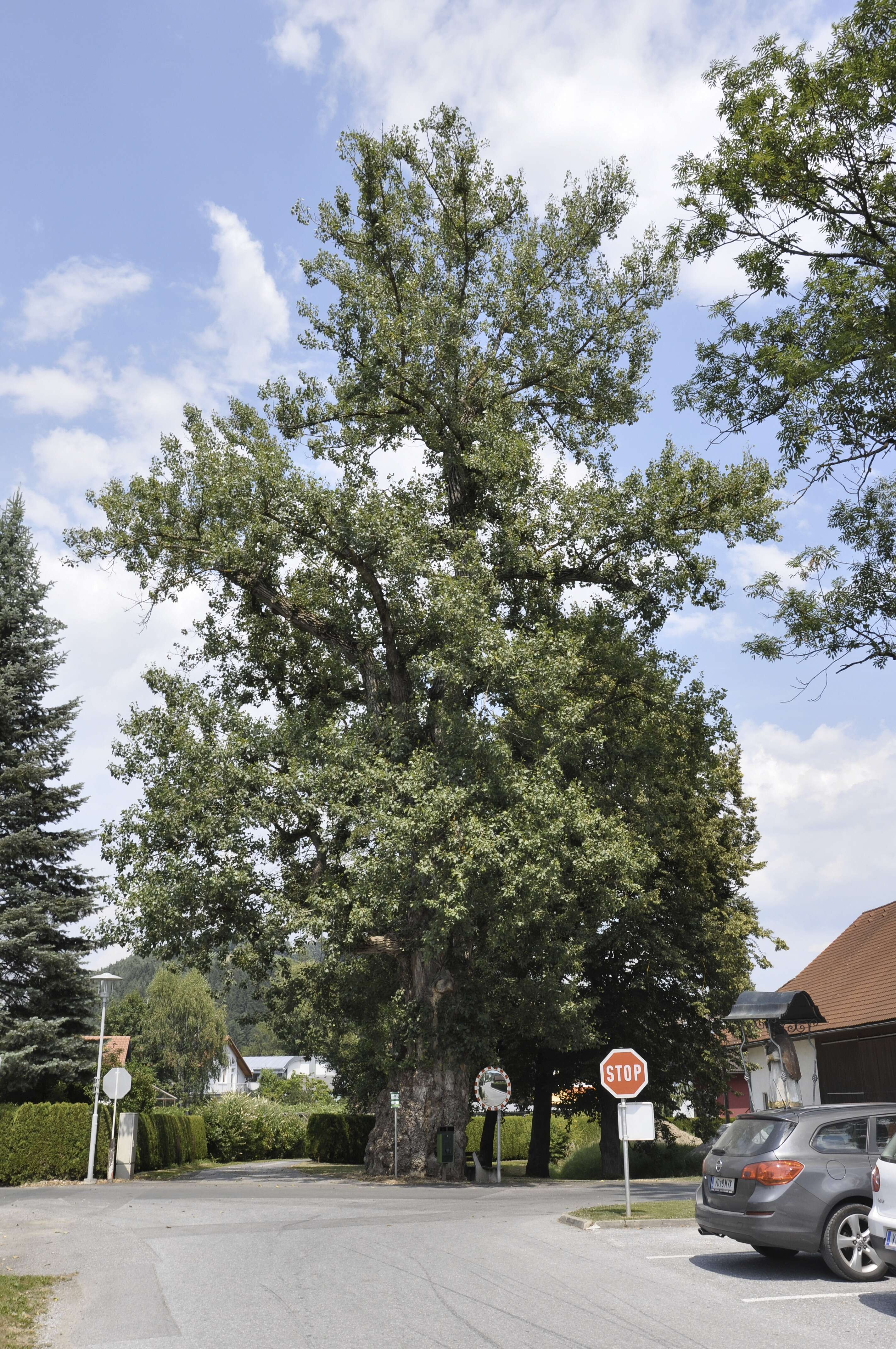 Image of Black Poplar