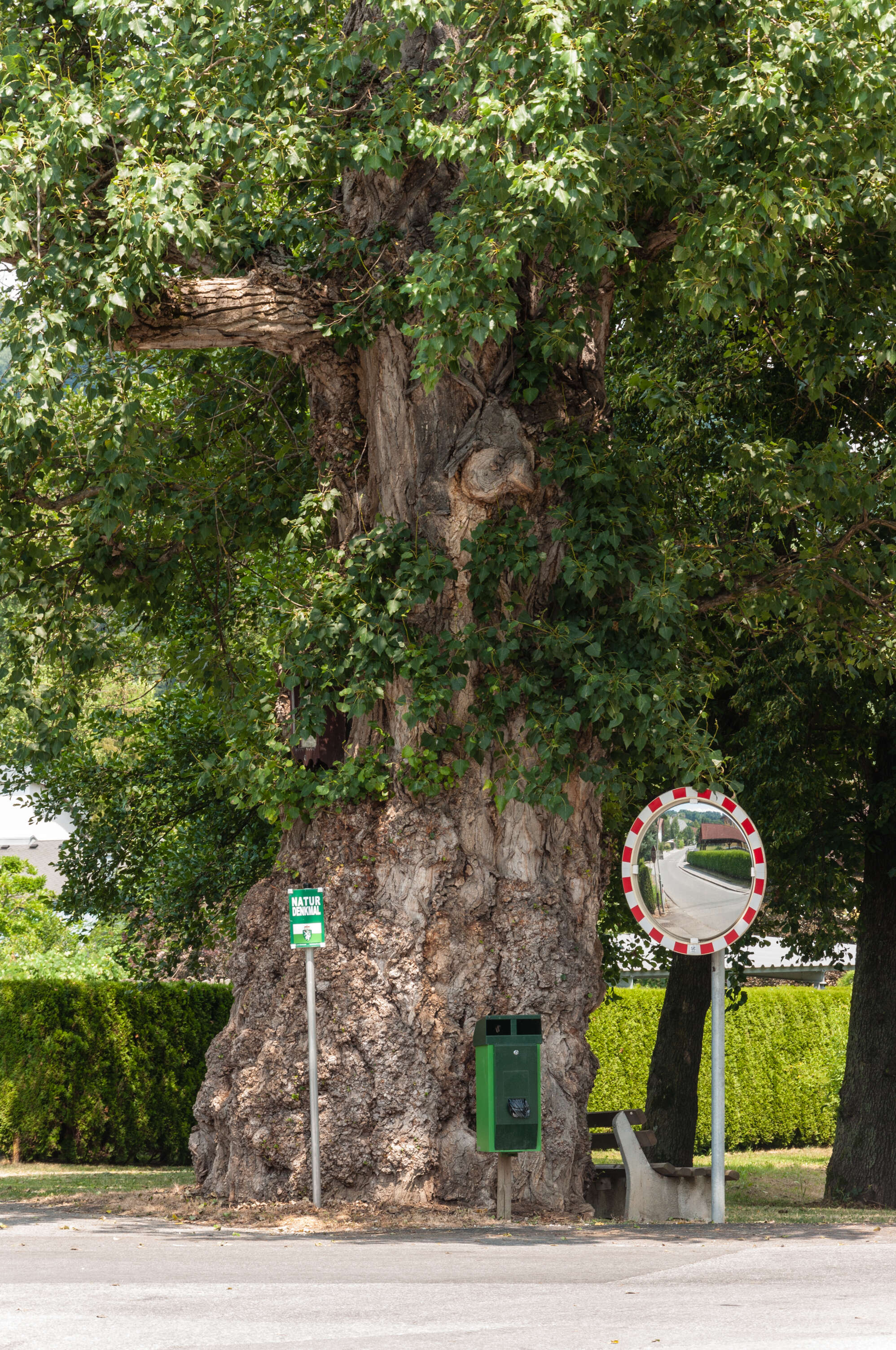 Image of Black Poplar