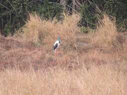 Sivun Ephippiorhynchus asiaticus australis (Shaw 1800) kuva