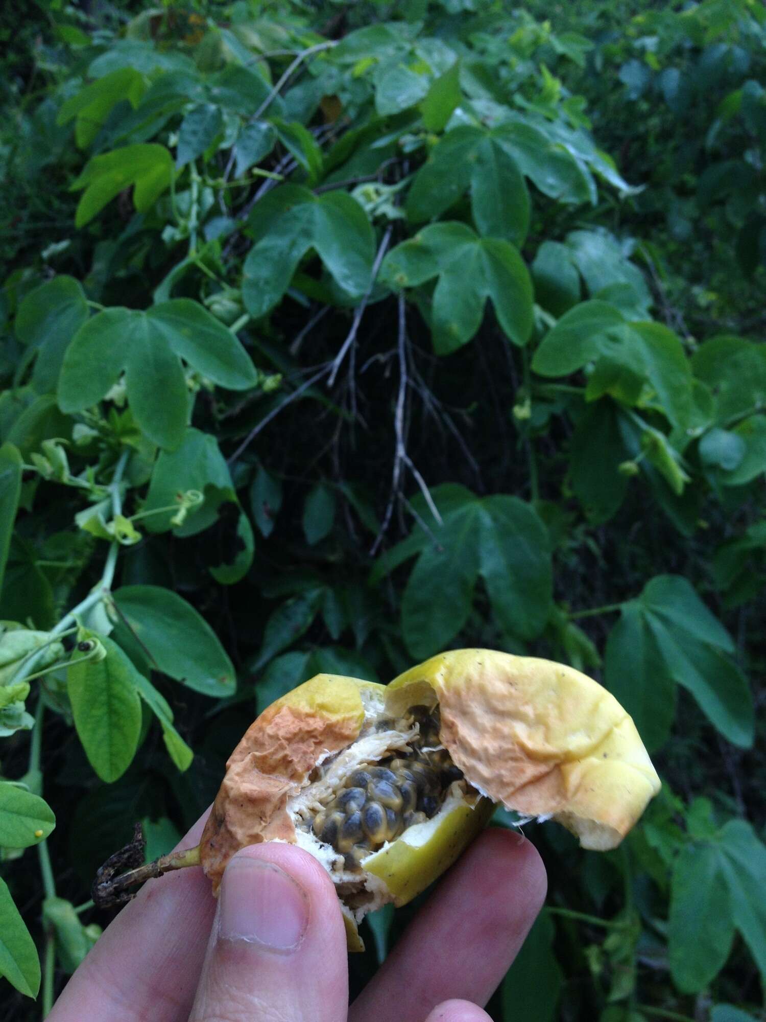 Image de Passiflora subpeltata Ortega