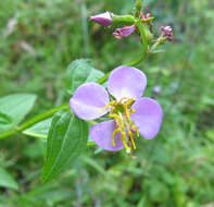 Imagem de Rhexia virginica L.