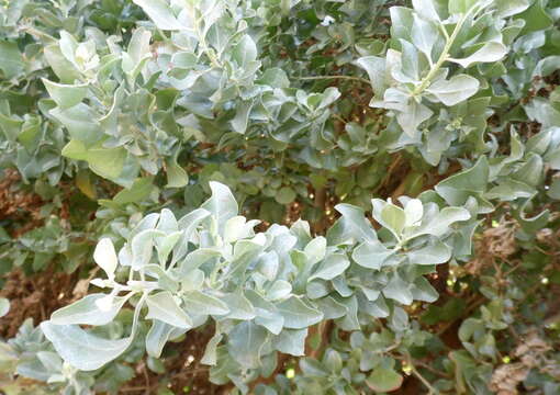 Image of saltbush