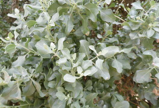 Image of saltbush