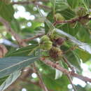 Sivun Ficus septica Burm. fil. kuva