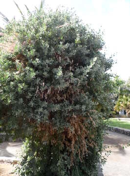 Image of saltbush