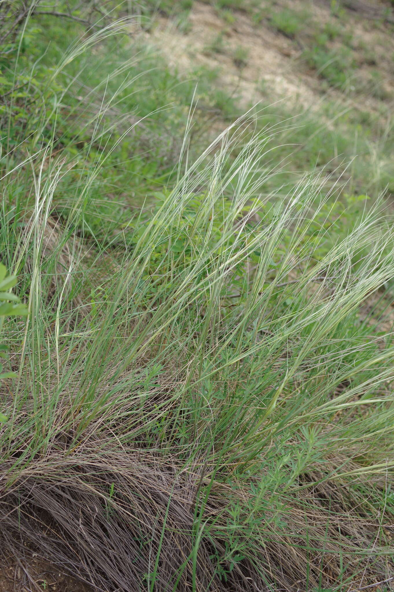 Sivun Stipa dasyphylla (Lindem.) Czern. ex Trautv. kuva