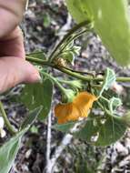 Image of Chisos Mountain false Indianmallow