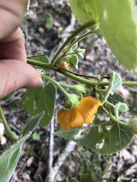 Image of false Indianmallow