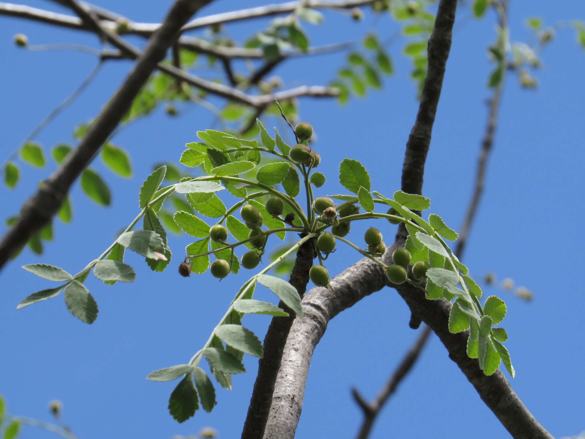 Image of Bursera submoniliformis Engl.