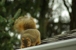 Image of Sciurus subgen. Sciurus Linnaeus 1758