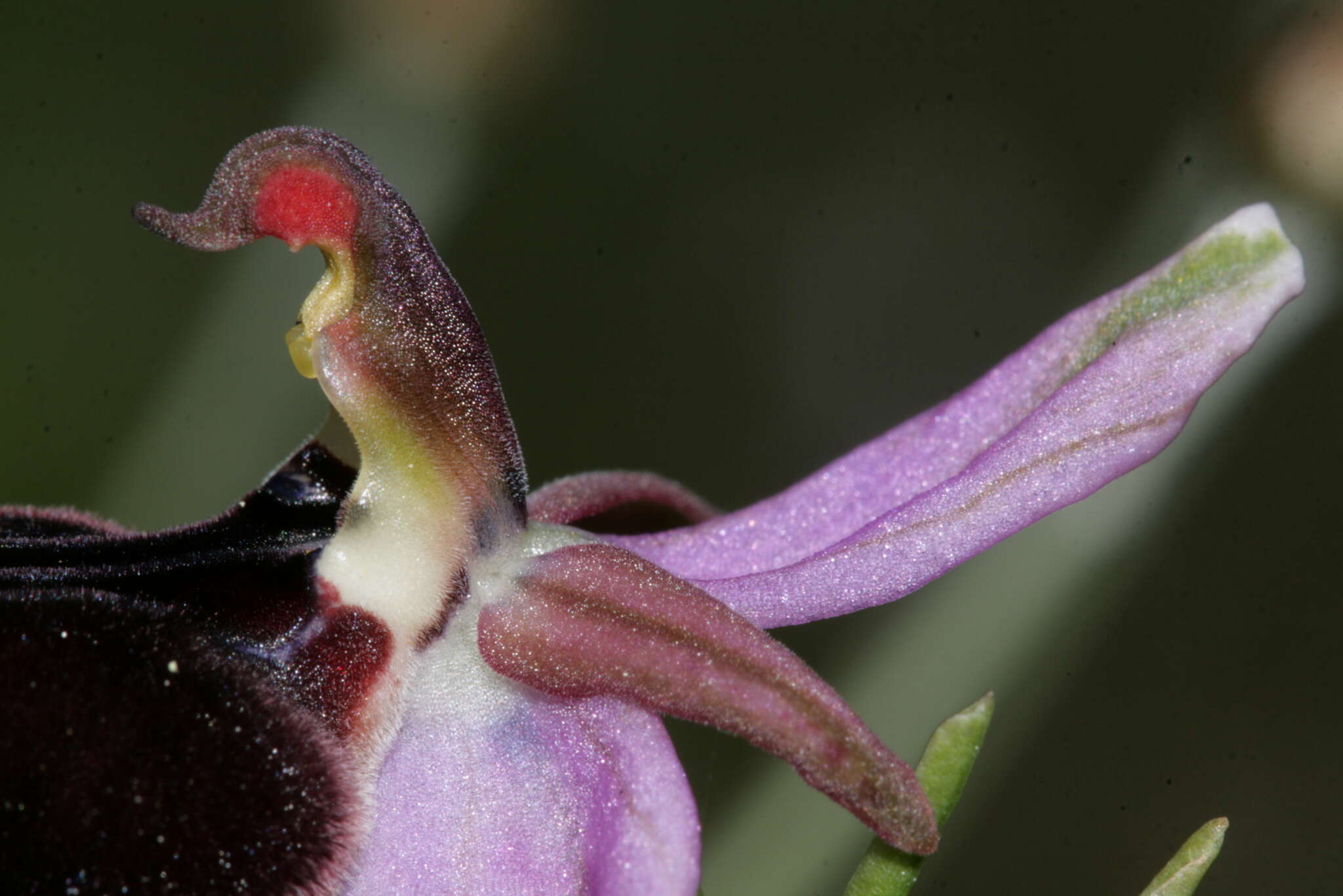 Image of Horseshoe bee-orchid