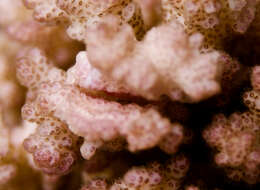 Image of Cauliflower corals