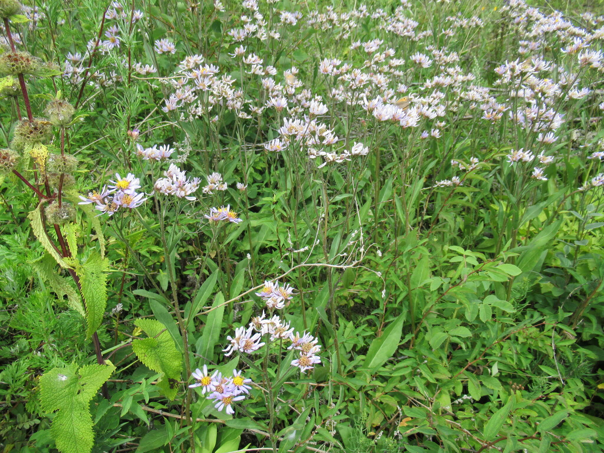 Image of Tatarian aster