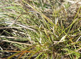 Imagem de Carex humilis Leyss.