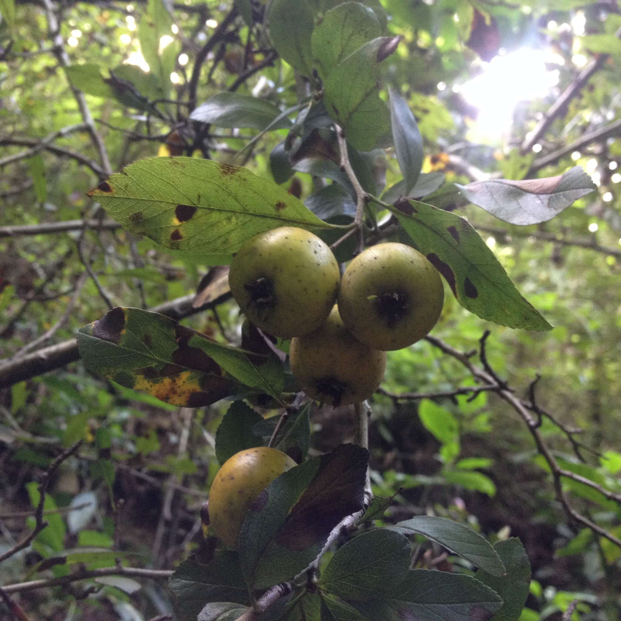 Image of manzanita tejocotera