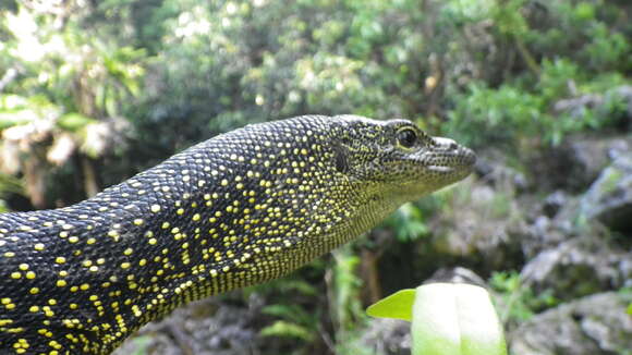 Image of Mangrove Goanna