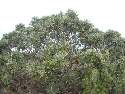 Image of Chatham Island Christmas tree