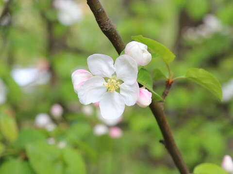 Imagem de Malus sieboldii (Regel) Rehd.