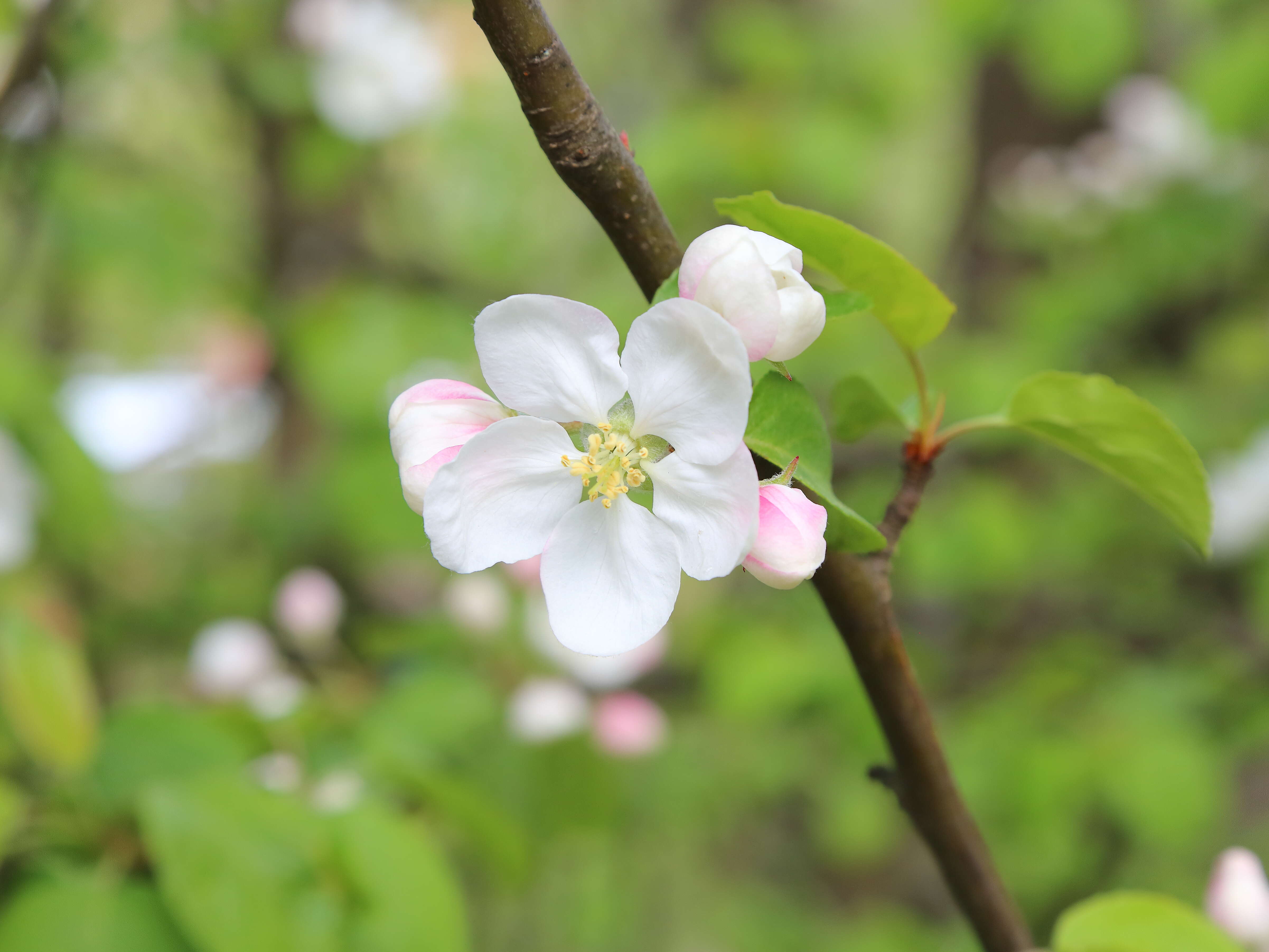 Imagem de Malus sieboldii (Regel) Rehd.