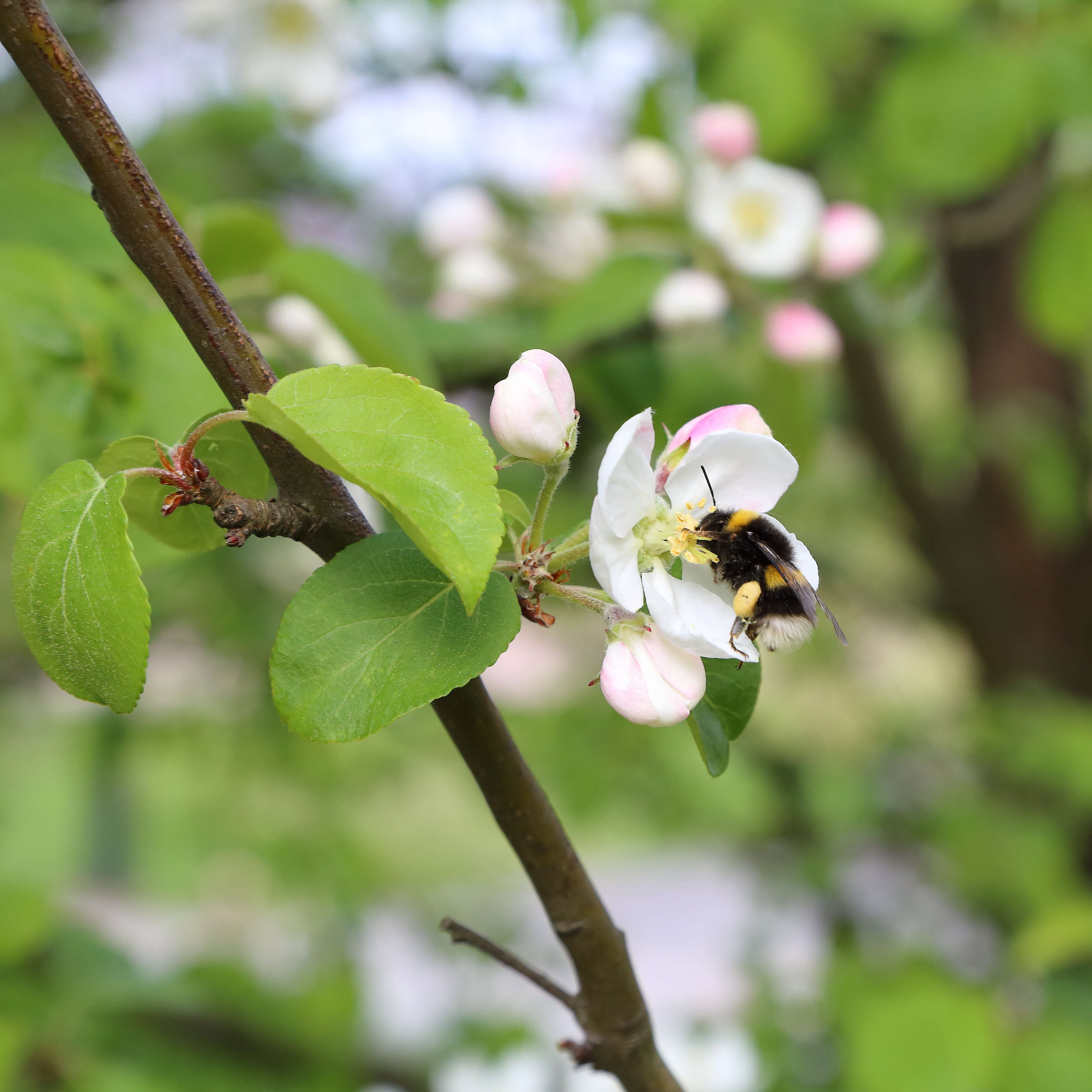 Imagem de Malus sieboldii (Regel) Rehd.