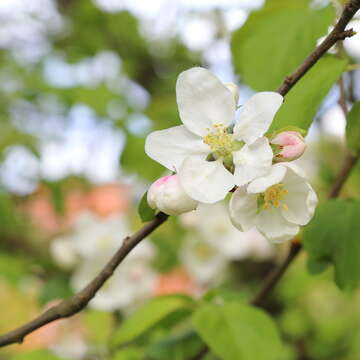 Image of Toringa crab apple