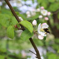 Image of Toringa crab apple