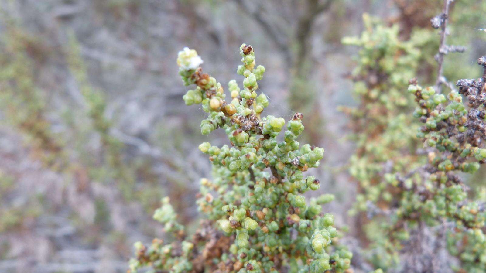 Image of Caroxylon aphyllum (L. fil.) N. N. Tzvelev