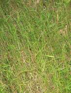 Image of Australian panicgrass