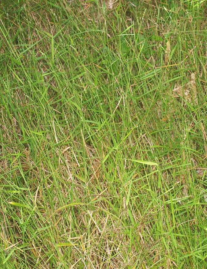 Image of Australian panicgrass