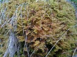 Слика од Sphagnum cuspidatum Ehrhart ex G. F. Hoffmann 1796