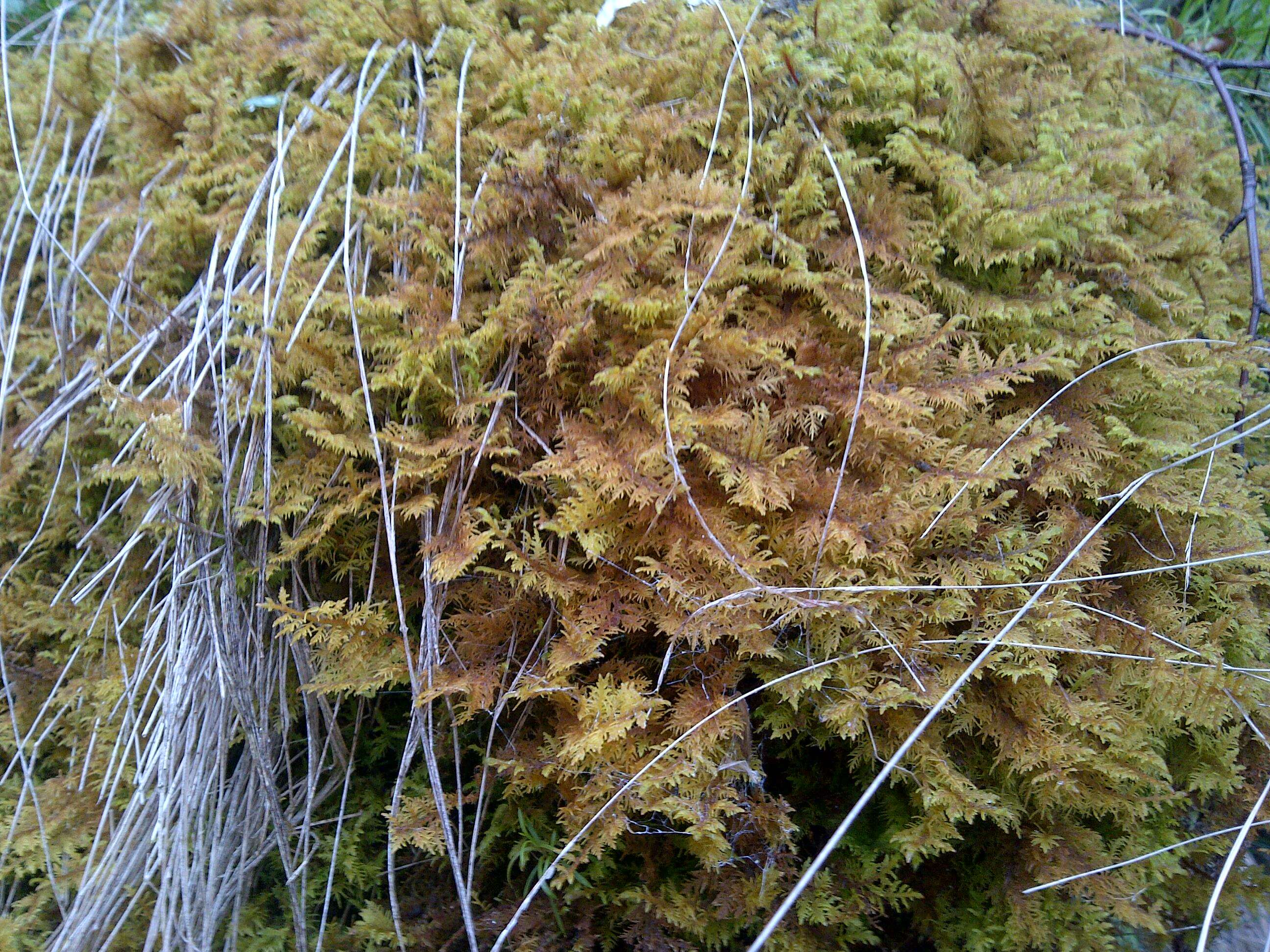 Слика од Sphagnum cuspidatum Ehrhart ex G. F. Hoffmann 1796