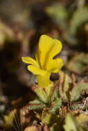 Image of Erythranthe depressa (Phil.) G. L. Nesom