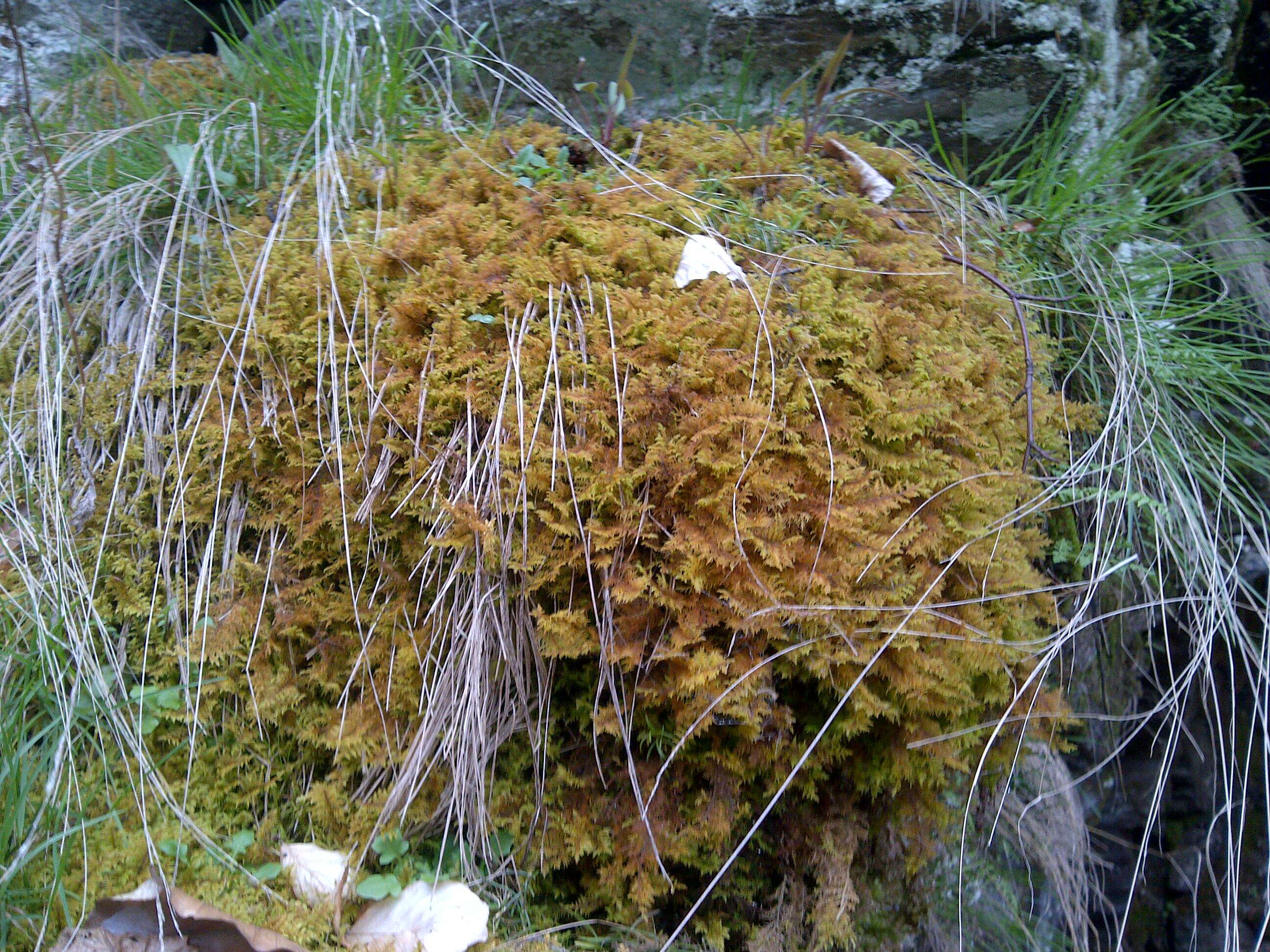Слика од Sphagnum cuspidatum Ehrhart ex G. F. Hoffmann 1796