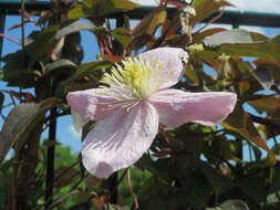 Image of Himalayan Clematis