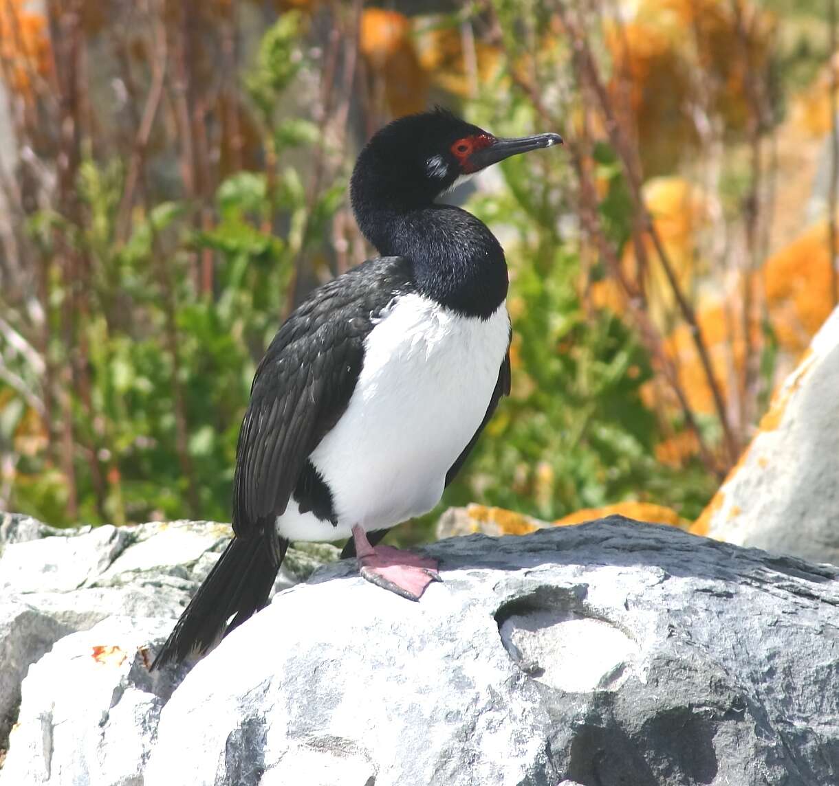 صورة Phalacrocorax magellanicus (Gmelin & JF 1789)