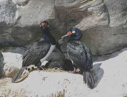 صورة Phalacrocorax magellanicus (Gmelin & JF 1789)